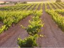 Bodegas Ismael Arroyo, Sotillo de la Ribera (Burgos)